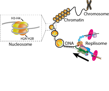 Replisome in the context of chromatin